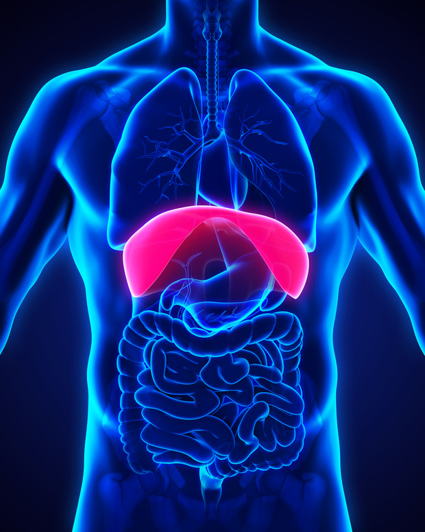 La cupola, Brunelleschi? No Diaframma!